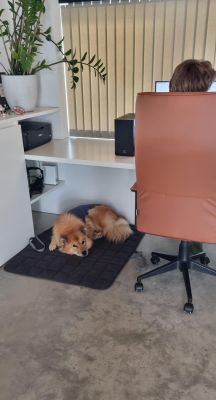 Eurasier Coco in Reisedecke Pocket, Grau 