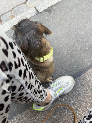Dackel Enzo in Designerhalsband SUNNY, Größe M