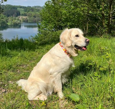 Golden Retriever Holly in BLumenmeer 25mm breit
