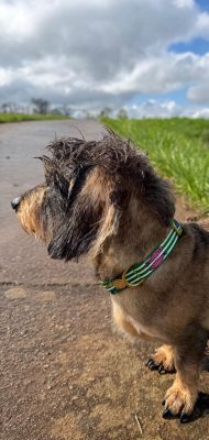 Dackel Enzo in Designerhalsband SALTY, Größe M