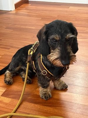 Dackel Joko (Gewicht 10 Kilo) in Hundegeschirr Softie KARAMELL Grösse S