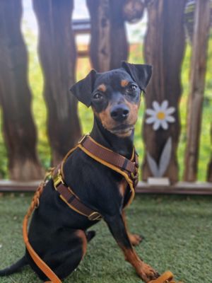 Zwergpinscher Leo (Gewicht 6,5 Kilo) in Hundegeschirr Karamell, Größe S