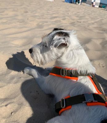 Parson Russel Lina 7kg Brustgeschirr S Orange-Oliv