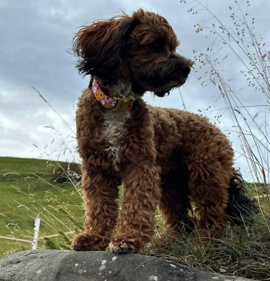 Havapoo Josie Halsband Blumenmeer