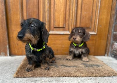 Dackel Hilde und Schwesterchen in Welpenhalsband NEONGELB