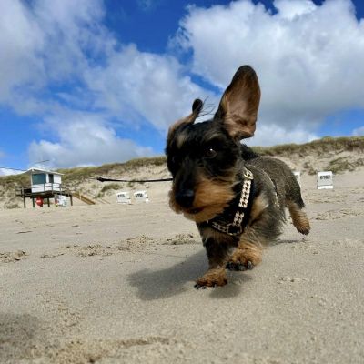 Zwergdackel Carlotta in Hundegeschirr Stadtgefluester, Größe 2XS