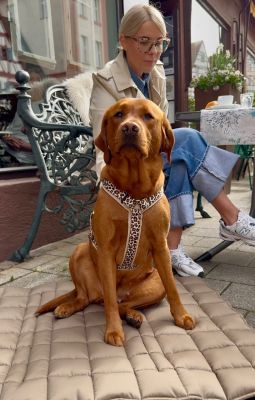 Labrador Nala Hundegeschirr Leo, Größe L