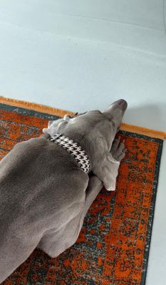 Weimaraner Udo in Stadtgeflüster 38mm