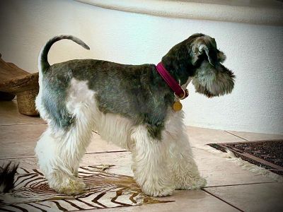 Schauzer Jacki in Halsband Softie Burgunder, Größe M