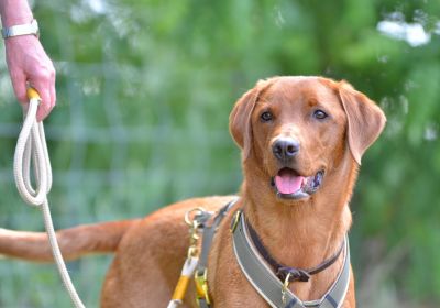 Labrador Vanda in Hundegeschirr Oliv Beige, Tauleine Wood Owl Alfred, Lederschlupfi PURE