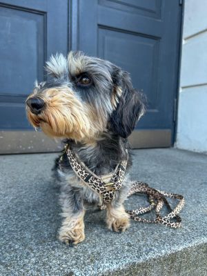 Zwergdackel Willy (Gewicht 6,5 Kilo) in Hundegeschirr Leo, Größe S