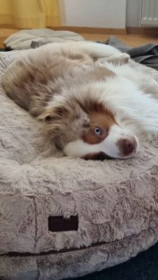  Aussie Vinci Bagel Gr.L Beige 