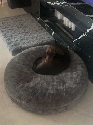  Dobermann Dasha Bagel Gr L Fell Grau   