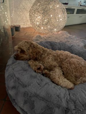 Cockerpoo Hedi in Bagelbettchen Grau