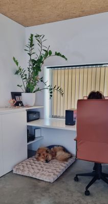  Eurasier Coco auf Hundematte Ortho SAFE mit Schmusebezug Beige 