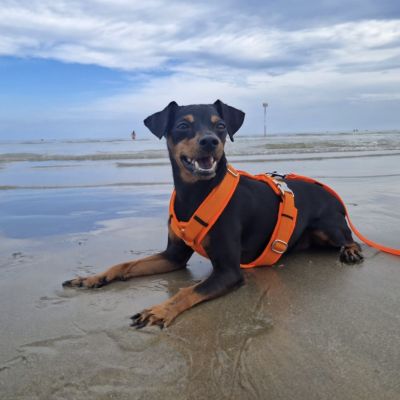 Zwergpinscher Leo in Hundegeschirr Neonorange, Größe S
