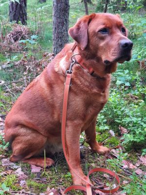 Redfox Labrador Milo in Hundeset Wellenbrecher, Halsband 38mm breit, Leine 20mm