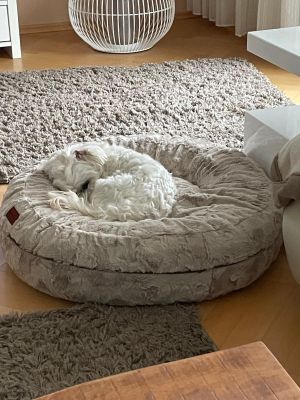  Havaneser Elvis Bagel Gr S Fell Beige   