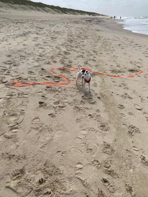  Parson Russel Lina Brustgeschirr Orange-Oliv Schleppleine Neonorange 