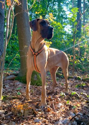 Dogge Max Hundegeschirr Wellenbrecher