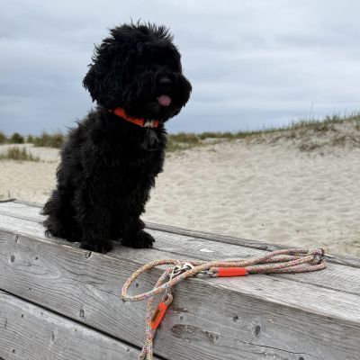Bollipoo Moana in Halsband Softie Neonorange, Größe S mit Tauleine Easy Summer Neonorange