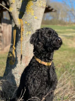 Labradoodle Lola in Halsband Softie Karamell, Größe M mit Tauleine Sweet Toffee Dunkelbraun
