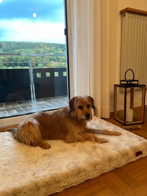  Ron Hundematte Ortho Safe Gr. M Bezug Fell Beige 