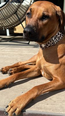 Ridgeback Soshi in Designerhalsband Leo, Größe XL