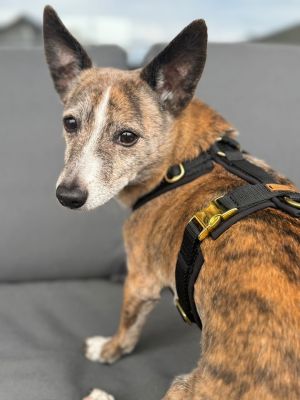 Kleiner Süssspatz in Hundegeschirr Softie Schwarz, Grösse S