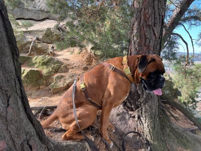 Boxer Eras Hundegeschirr Karamell in Grösse XL