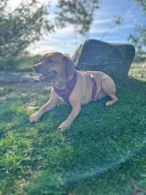 Haley in Hundegeschirr Burgunder