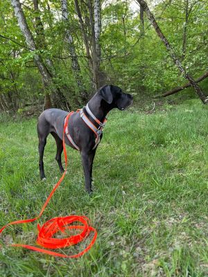 Dogge Feli mit Schleppleine Neonorange, Standardkarabiner, 16mm Biothane