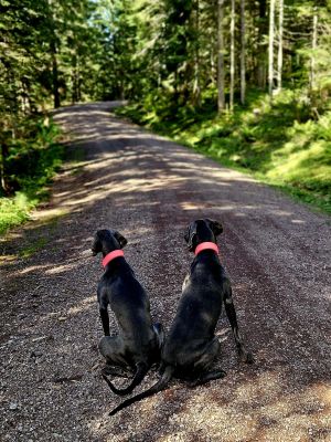 Weimaraner Martha & Wilma mit Hundehalsband Softie Neonpink, Größe XL