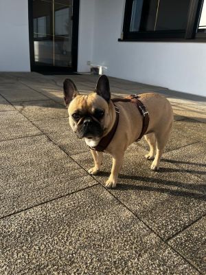 Französische Bullgogge Lilli, Geschirr Groesse M