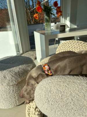  Weimaraner Udo im Designerhalsband Blumenmeer Breite 38mm