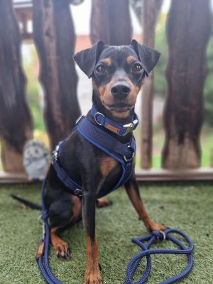 Zwergpinscher Leo (Gewicht 6,5 Kilo) in Hundegeschirr Dunkelblau, Größe S