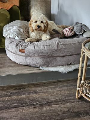  Cockerpoo Carlos in Bagelbettchen Velours Taupe Groesse M 