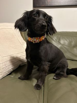  Rosi im Blumenmeer Halsband 