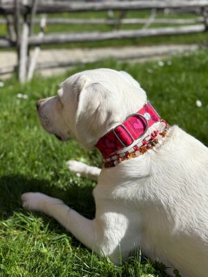 Labrador Ava in Designerhalsband Herzklopfen, Größe XL