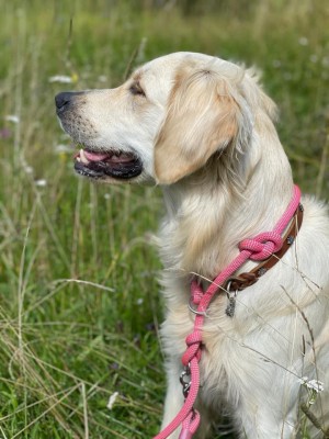 Goldenretriever Retrieverleine in Markenband 15mm Cognac