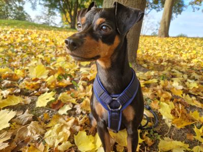 Zwergpinscher Leo (Gewicht 6,5 Kilo) in Hundegeschirr Dunkelblau, Größe S 2