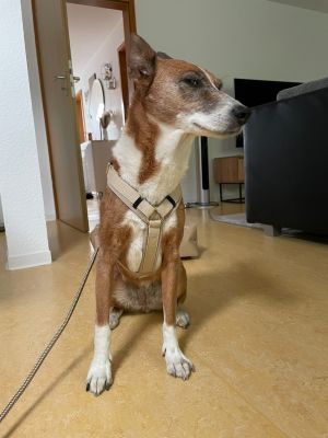  Podenco Mix Mira Brustgeschirr Beige