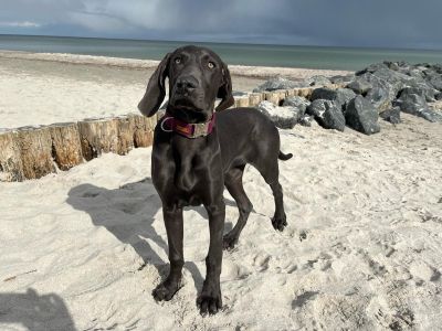 Weimaraner Junghund Anna in Halsband Softie Burgunder, Größe L