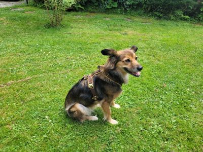 Torrie in Hundegeschirr Softie Beige, Größe S
