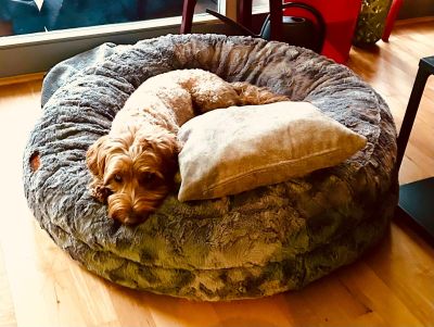   Havapoo Lenny 9kg  Bagel Grau Gr.M 