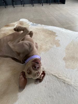 Weimaraner in Halsband Softie Lavendel Größe L