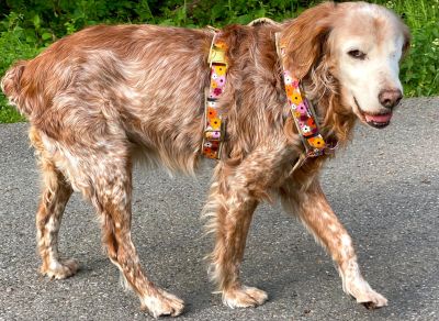 Frieda in Hundegeschirr Blumenmeer, Größe L