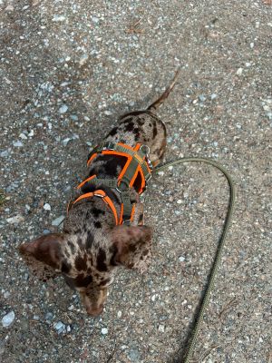 Zwergdackel Leo in Hundegeschirr Softie Oliv-Neonorange, Größe XS