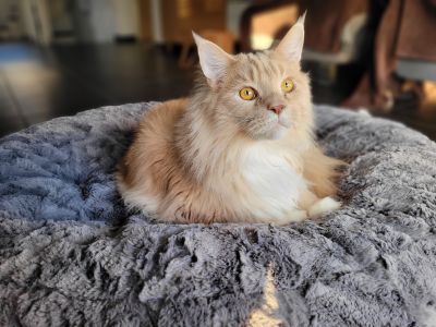  Katze Luchs in Bagelbettchen Grau, Groesse M  