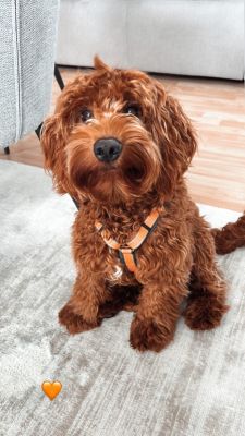 Labradoodl in Hundegeschirr Wellenbrecher, Größe XS